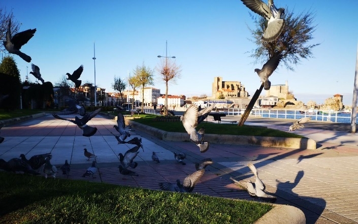 Castro Urdiales pone en marcha una campaña de control de palomas en el